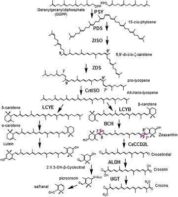 Metabolic Engineering of Crocin Biosynthesis in Nicotiana Species